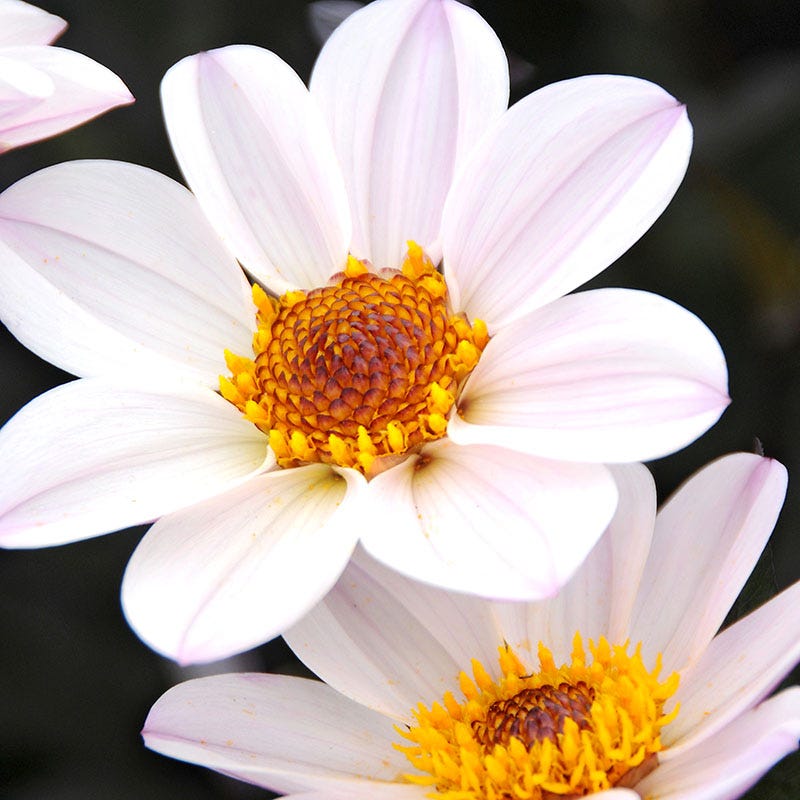 Happy Single® Princess Dahlia