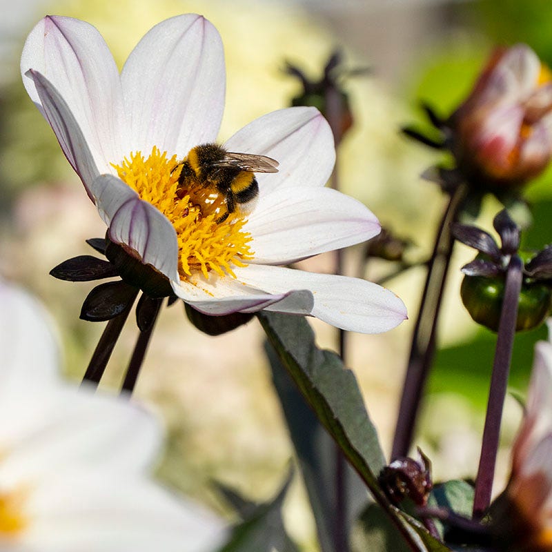 Happy Single® Princess Dahlia