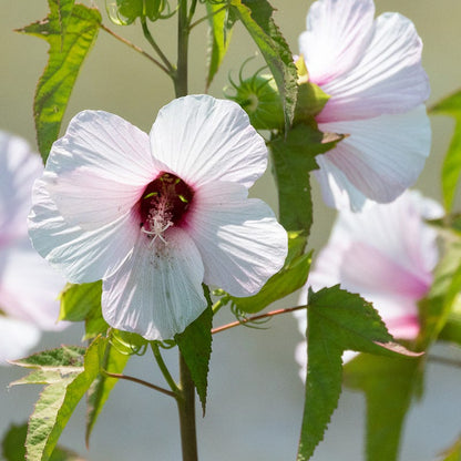 dwarf double white hibiscus potted plant Halberdleaf Hibiscus, Hibiscus laevis