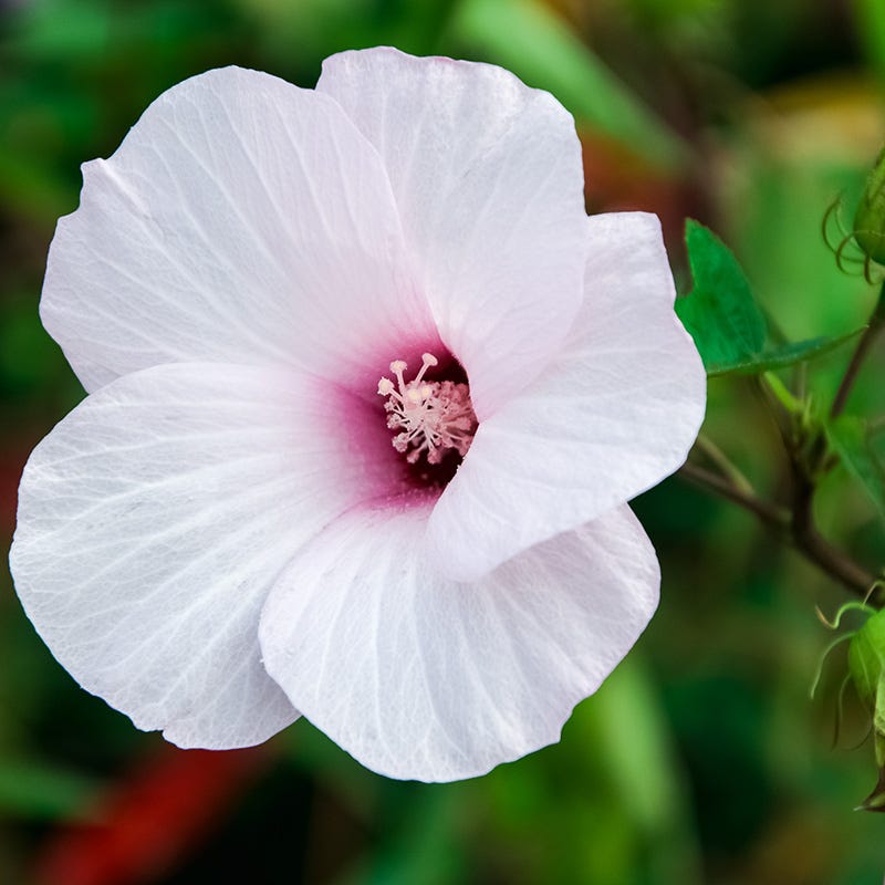 dwarf double white hibiscus potted plant Halberdleaf Hibiscus | Pink/White | Plant