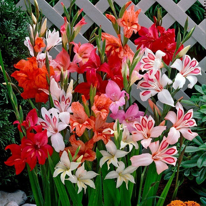 Hardy Gladiolus Mix