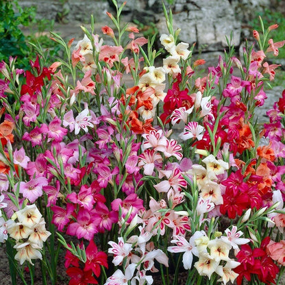 Hardy Gladiolus Mix