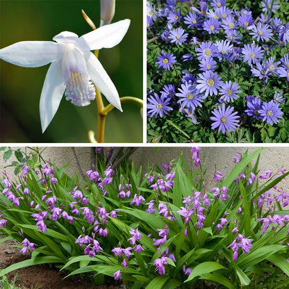 Hardy Shade Flower Bulb Collection