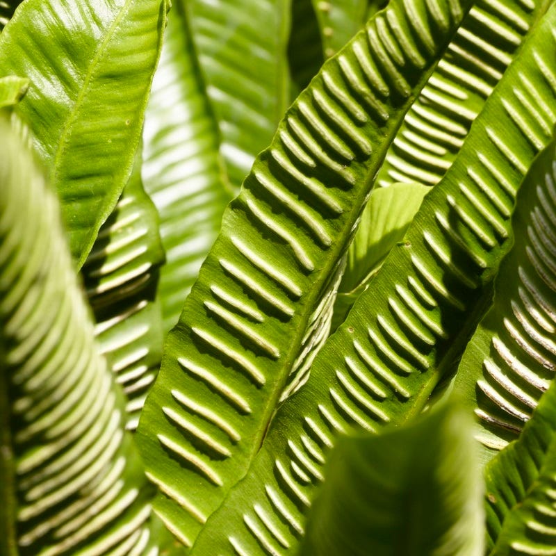 Hart's Tongue Fern - Thumbnail 2