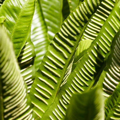 Hart's Tongue Fern