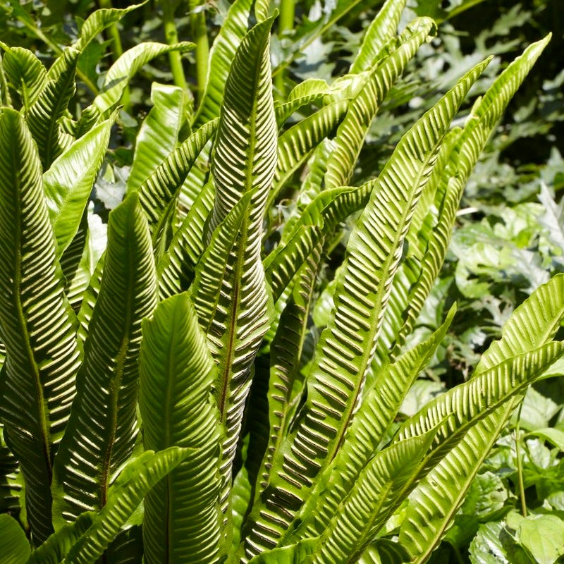 Hart's Tongue Fern