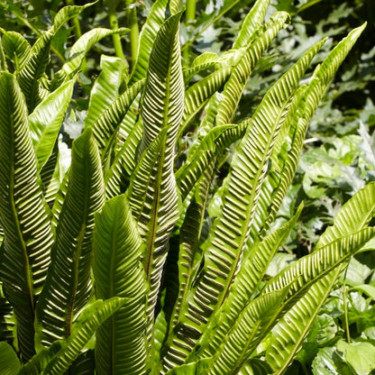 Hart's Tongue Fern