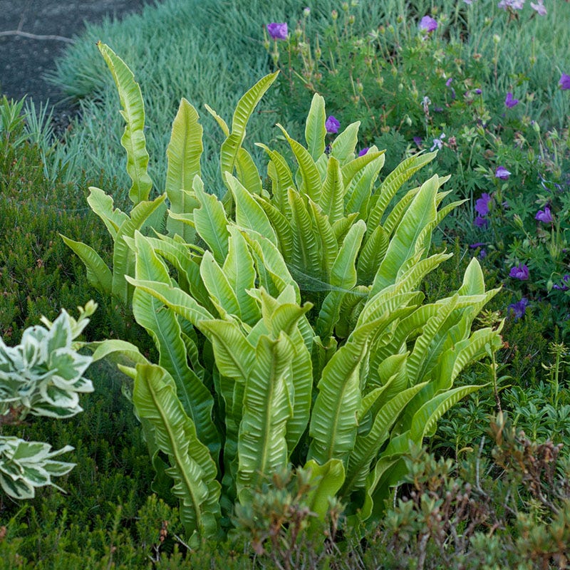 Hart's Tongue Fern