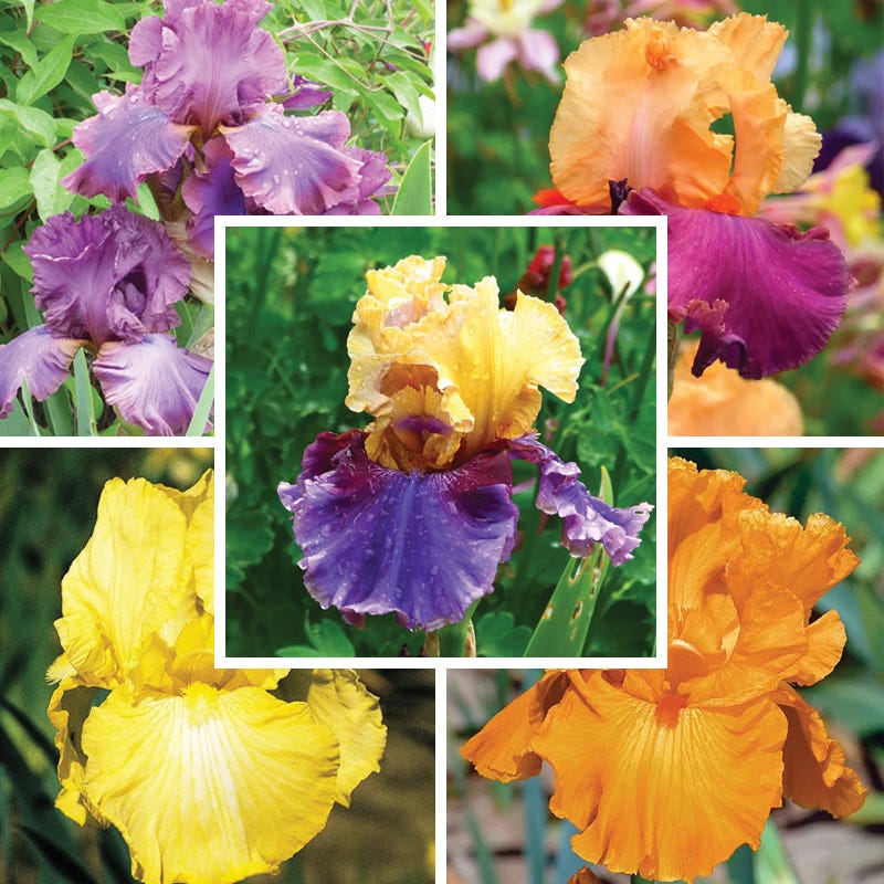 Hawaiian Sunset Bearded Iris Collection