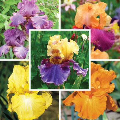 Hawaiian Sunset Bearded Iris Collection