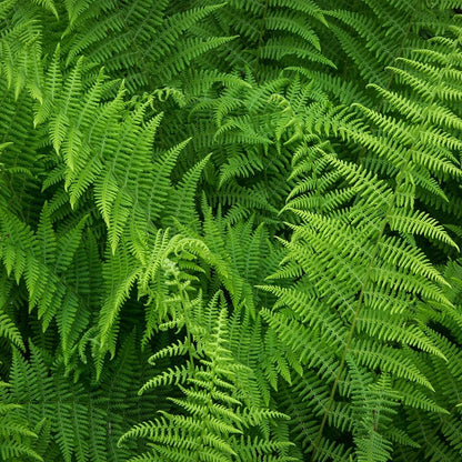 Hay Scented Fern