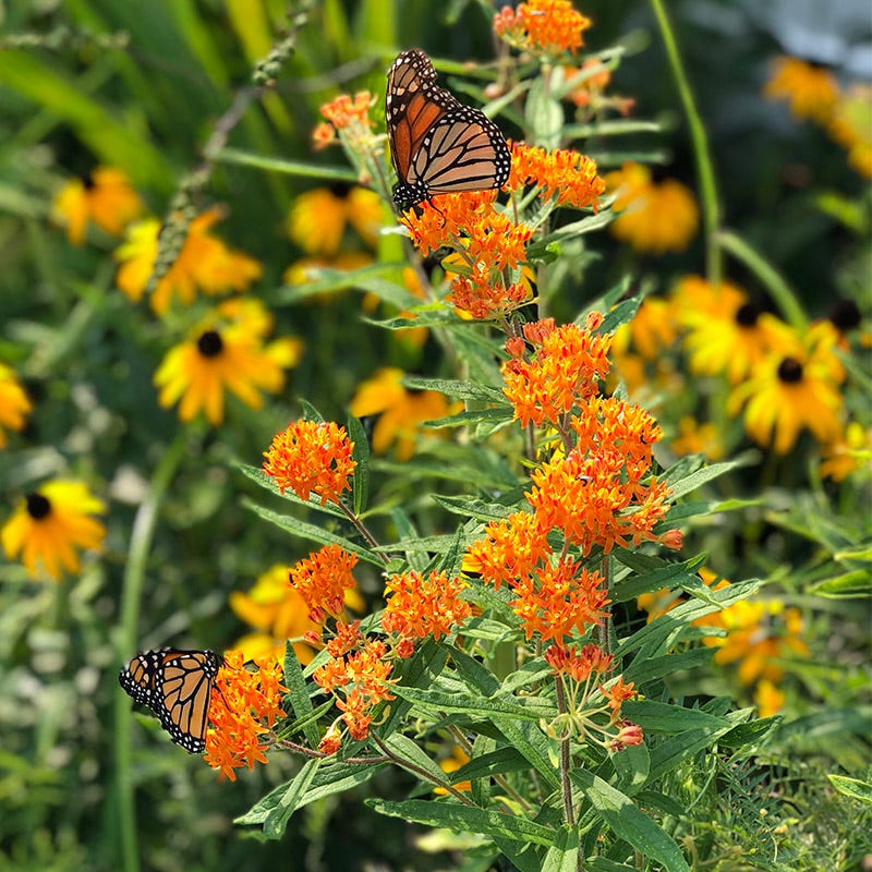 northeast pollinator wildflower seed mix Northeast Pollinator Wildflower Seed Mix