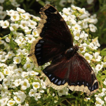 Sweet Alyssum Seeds