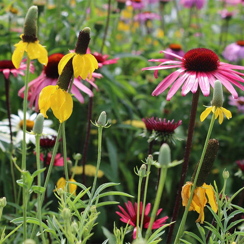 perennial wildflower seed mix Perennial Beauty Wildflower Seed Mix