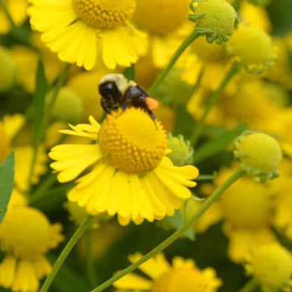 Helenium autumnale