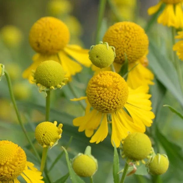 Pollinator Power Plant Collection