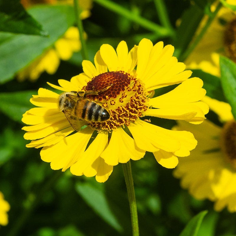Natural Nectar Native Pre-Planned Garden