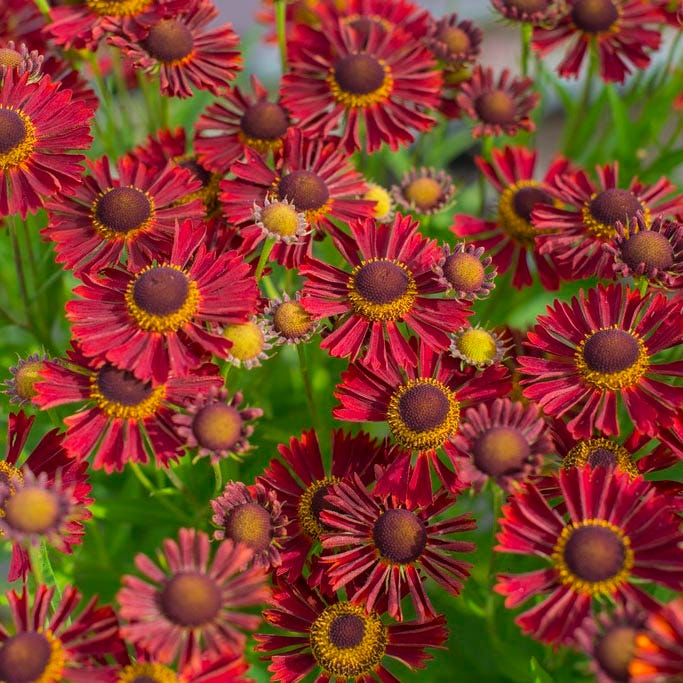 Bumblebee Burrow Native Plant Collection