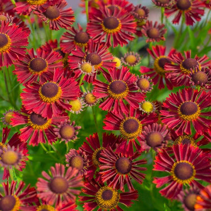 Bumblebee Burrow Native Plant Collection