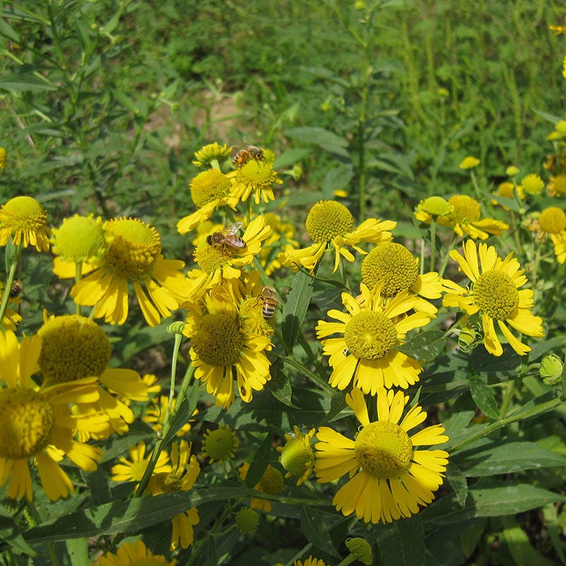 Ecoregion Native Plant Collection - Central USA Plains
