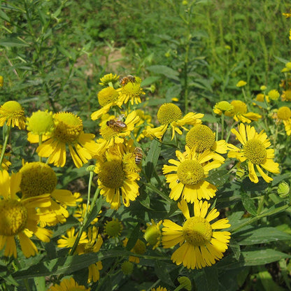 Ecoregion Native Plant Collection - Central USA Plains