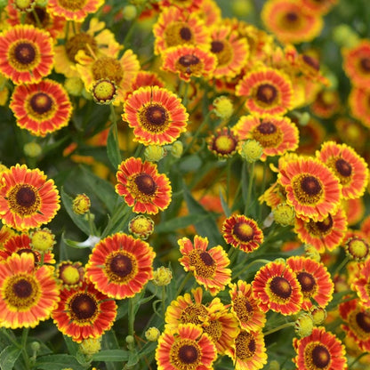 Mariachi™ Fuego Helenium