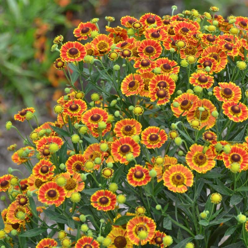 Mariachi™ Fuego Helenium