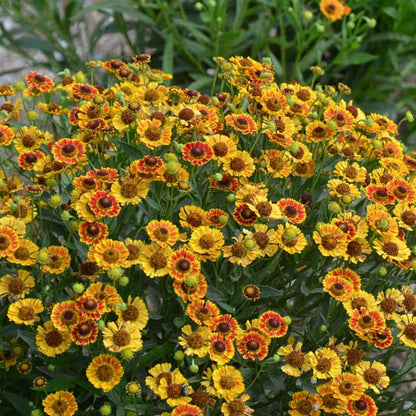 Mariachi™ Fuego Helenium