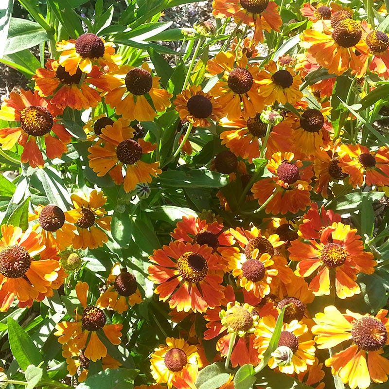 helium plant seeds Mardi Gras Helenium, Sneezeweed