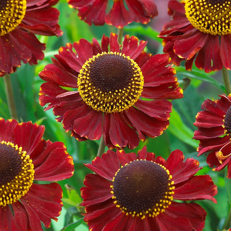 American Meadows Helenium - Thumbnail 2
