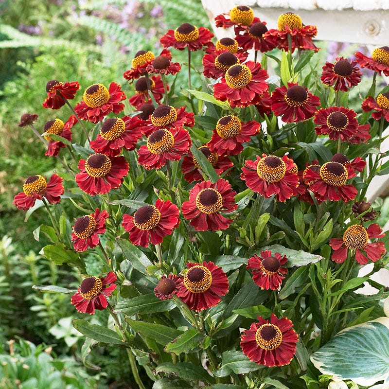 American Meadows Helenium