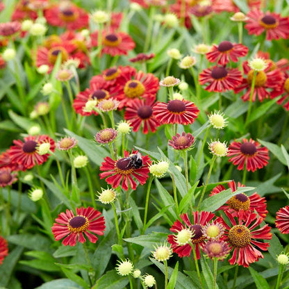 Mariachi™ Siesta Helenium