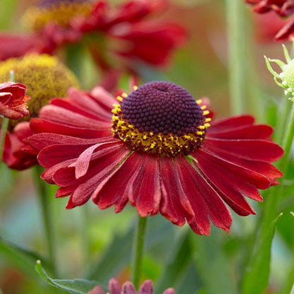 Mariachi™ Siesta Helenium