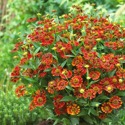 Mariachi™ Siesta Helenium