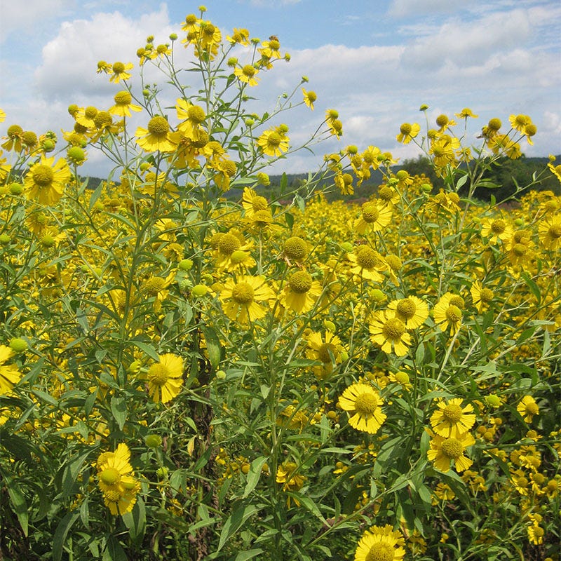 Wet Meadow Wildflower Seed Mix