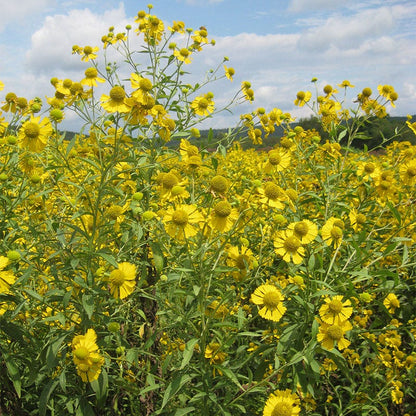 Wet Meadow Wildflower Seed Mix