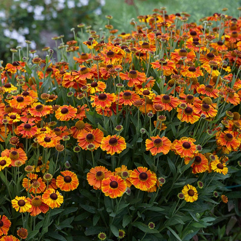 helium plant seeds Mardi Gras Helenium, Sneezeweed