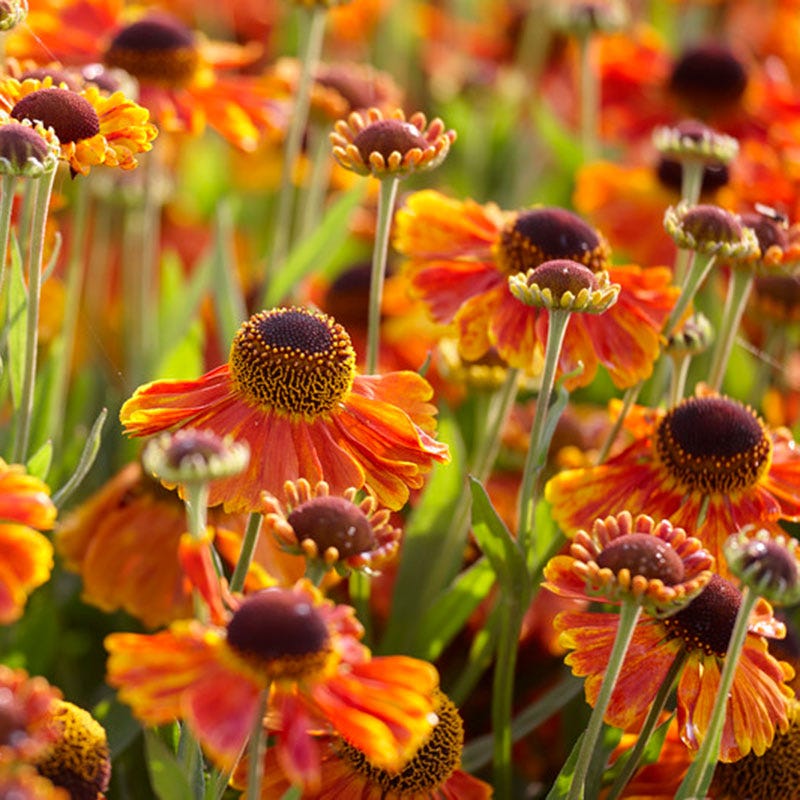 Mardi Gras Helenium
