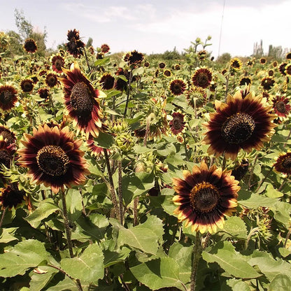 Crimson Velvet Sunflower Seeds