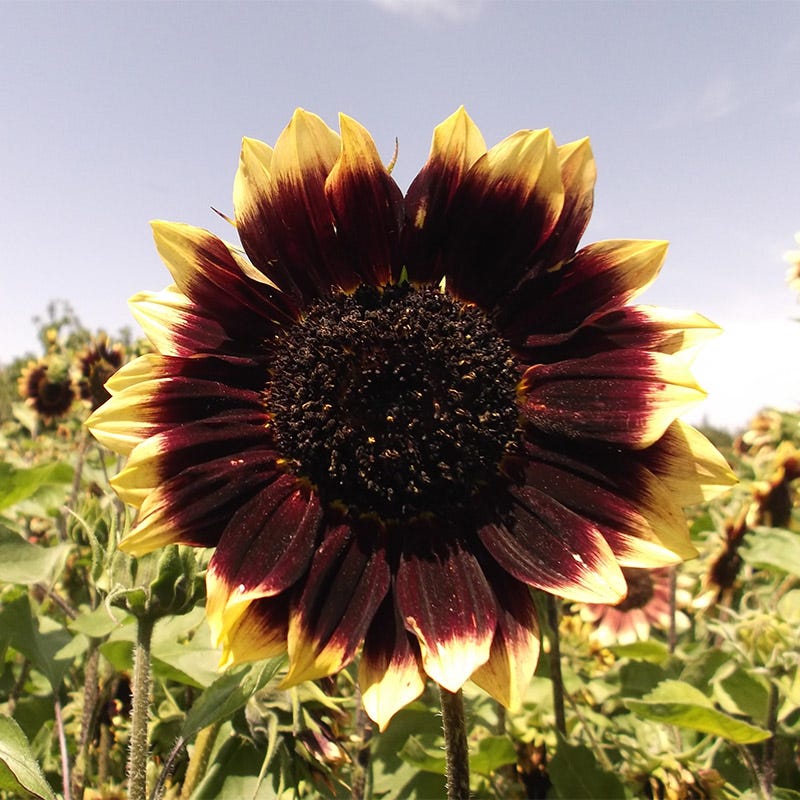 Crimson Velvet Sunflower Seeds