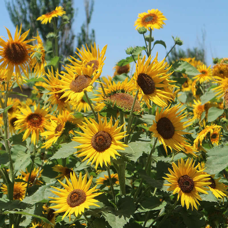 Bright Star Orange Sunflower Seeds