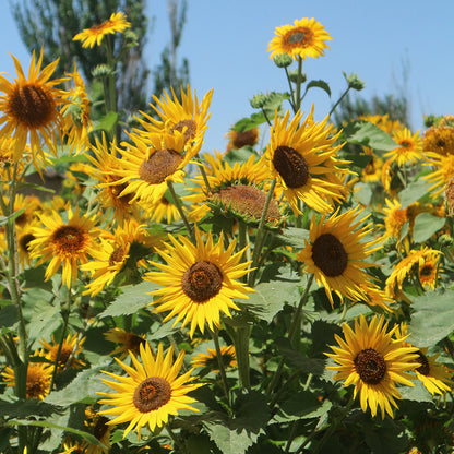 Bright Star Orange Sunflower Seeds