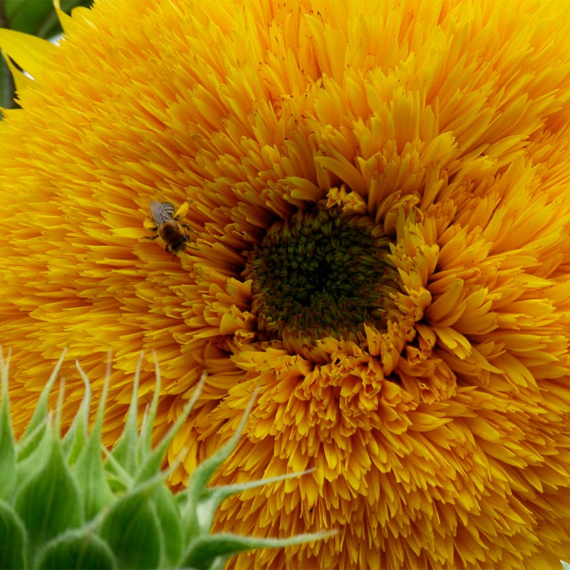 Dwarf Sungold Sunflower Seeds