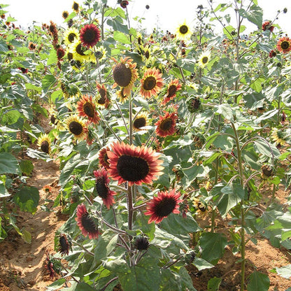 Evening Colors Sunflower Seeds