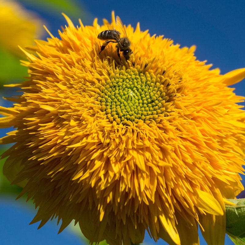 Giant Teddy Bear Sunflower Seeds