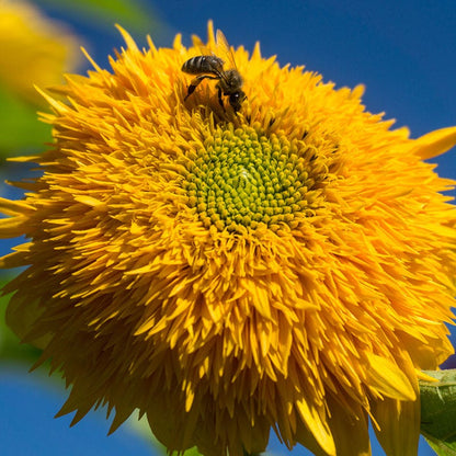 Giant Teddy Bear Sunflower Seeds