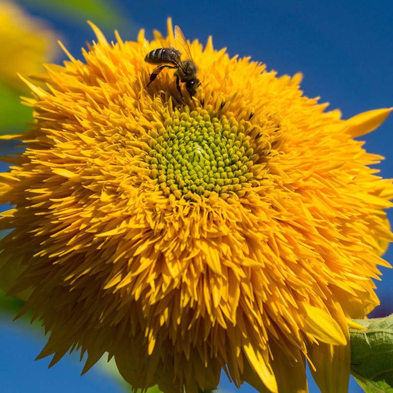 Sunflowers For The Soul Seed Collection