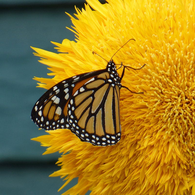 Giant Teddy Bear Sunflower Seeds