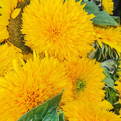 Giant Teddy Bear Sunflower Seeds