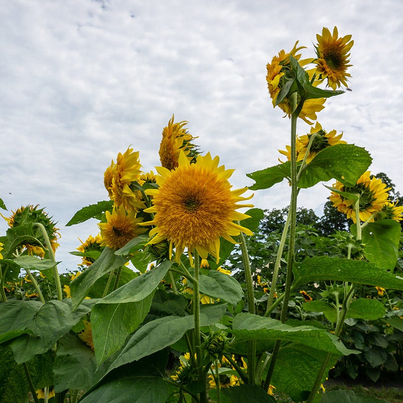 bulk giant sunflower seeds for planting Giant Teddy Bear Sunflower Seeds | Yellow